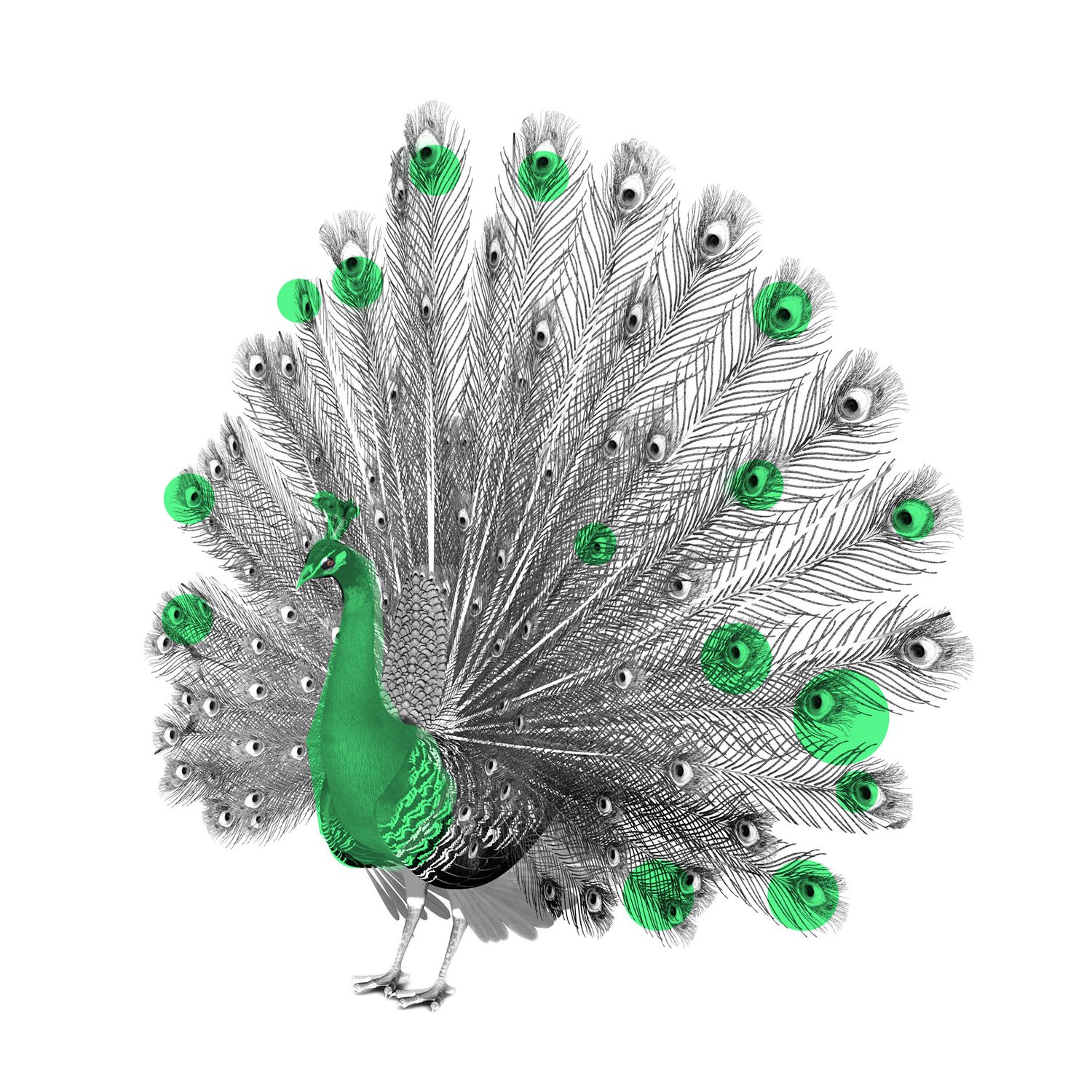 23097_ZWEI_Landingpage-Post_Rohfassung_Pfau_1x1_RGB